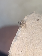 Attulus fasciger