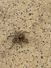 Attulus fasciger