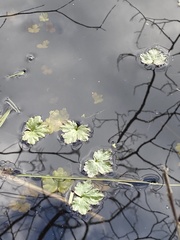 Ranunculus flabellaris