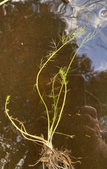 Ranunculus flabellaris