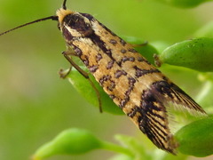 Nemophora raddei