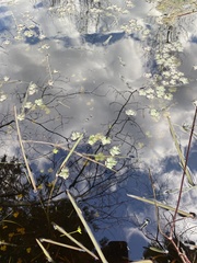 Ranunculus flabellaris