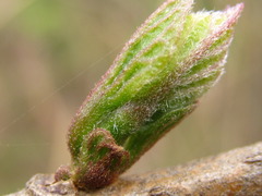 Clerodendrum trichotomum