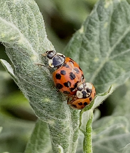 iNaturalist observation photo of Asian Lady Beetle