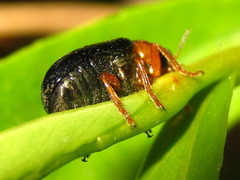 Smaragdina semiaurantiaca