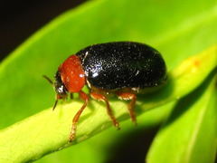 Smaragdina semiaurantiaca