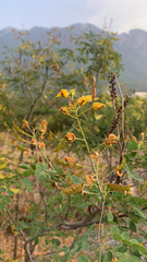 Erythrostemon mexicanus