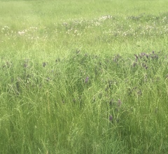 Lupinus texensis