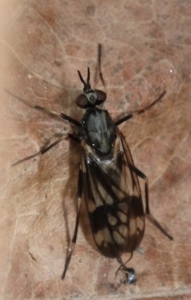 Xylophagus lugens photo 3
