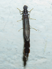 Atractocerus