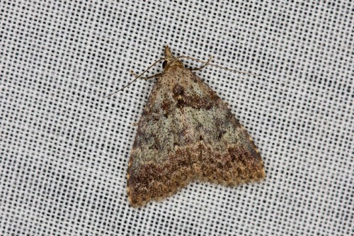 Alapadna pauropis Turner, 1902