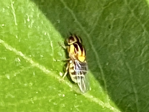 iNaturalist observation photo of Thaumatomyia