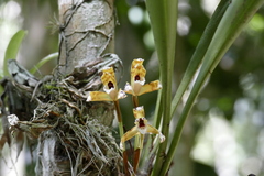 Maxillaria picta