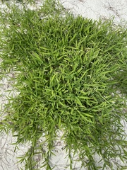 Thuarea involuta