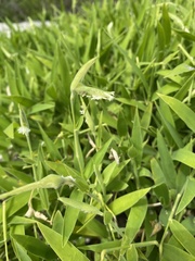 Thuarea involuta