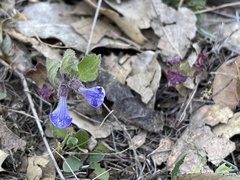 Scutellaria tuberosa