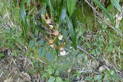 Miltonia clowesii