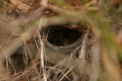 Corasoides australis