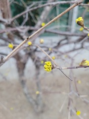 Cornus officinalis