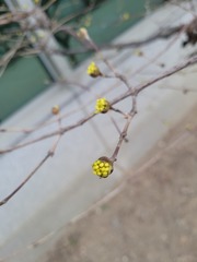 Cornus officinalis