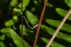 Argentagrion ambiguum