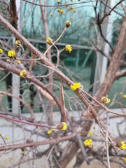 Cornus officinalis