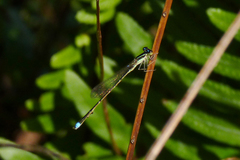 Argentagrion ambiguum