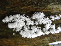 Ceratiomyxa fruticulosa fruticulosa