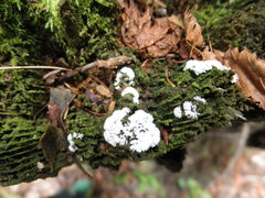 Ceratiomyxa fruticulosa fruticulosa