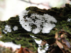 Ceratiomyxa fruticulosa fruticulosa