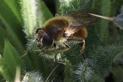 Cheilosia grossa