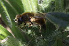 Cheilosia grossa