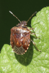 Cosmopepla intergressa