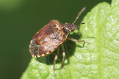 Cosmopepla intergressa