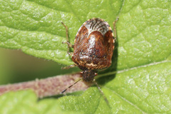 Cosmopepla intergressa