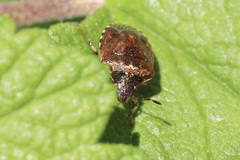 Cosmopepla intergressa