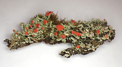 Cladonia incrassata
