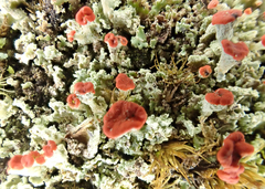 Cladonia incrassata
