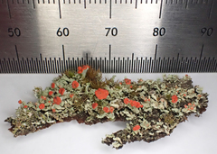 Cladonia incrassata