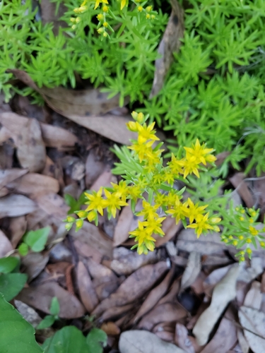 Sedum mexicanum