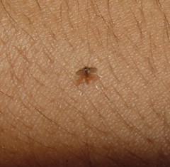 Phlebotominae