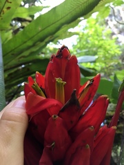 Musa coccinea
