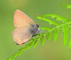 Satyrium acaciae