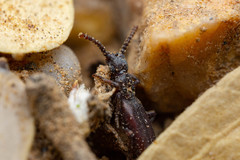 Dacoderus striaticeps