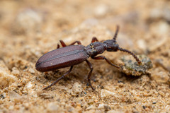 Dacoderus striaticeps