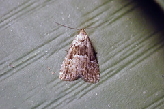 Hypenodes franclemonti