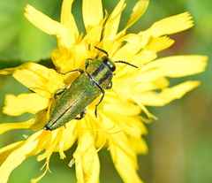 Anthaxia hungarica