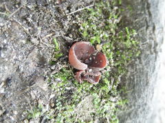 Daleomyces petersii