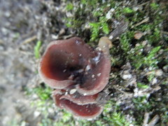 Daleomyces petersii
