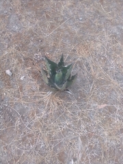 Agave salmiana crassispina
